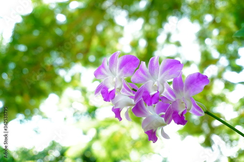 Beautiful purple Orchids flower Green bokeh background