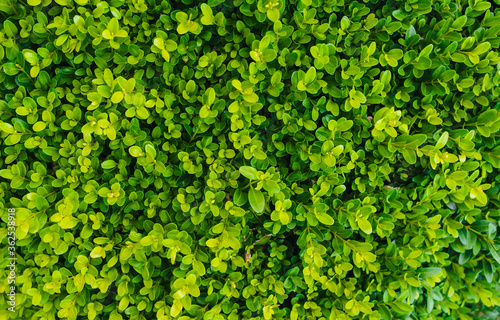 Texture, background of a green, flowering boxwood bush with round leaves close-up. Garden plant, shrub.