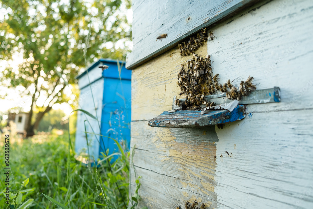 Bees fly out and return to the hive in the summer. Flight of bees near the hive in the garden. Bees fly out and return to the hive in the summer. Flight of bees near the hive in the garden.