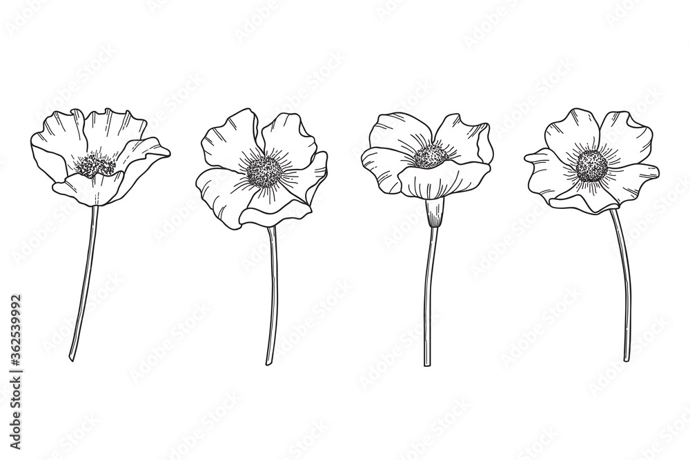 Set of hand drawn wildflowers. Flower heads, stems and hatching saved as separate forms in vector - obrazy, fototapety, plakaty 