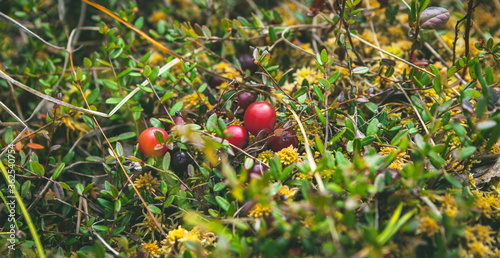 Fresh cranberry, mooseberry on wooden background. Vaccinium oxycoccos growing in natural conditions, late summer or autumn forest. Closeup branch with cranberries berries. Selective focus and toned
