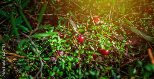 Fresh Wild Cranberry in Sunny Day growing in Summer or Autumn forest. Close-up branch Cranberries Mooseberry Berries on wooden background. Selective focus. Ideal for food, nature, and seasonal design