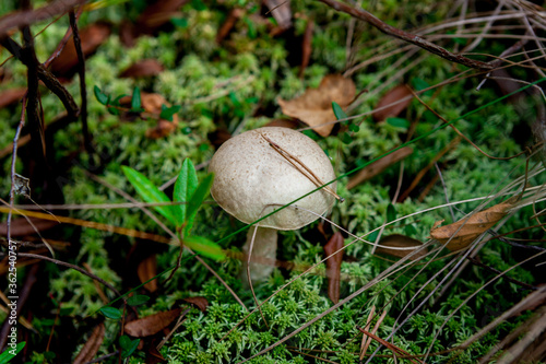 Edible Boletus mushroom growing on amazing green carpet of moss, in the wetland in the autumn forest. Closeup white boletus edulis on wooden natural background.