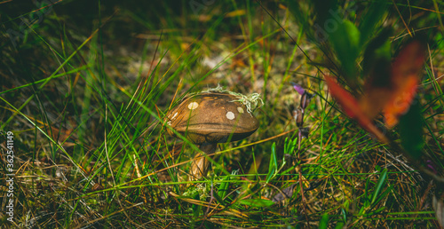 Beautiful Boletus Mushroom growing on wooden background in Autumn forest. Selective focus and toned for an artistic look. Ideal for food, nature, and seasonal designs