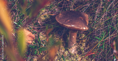 Boletus Mushroom growing on wooden background in Autumn forest wetland. Selective focus and toned for an artistic look. Ideal for food, nature, and seasonal designs.