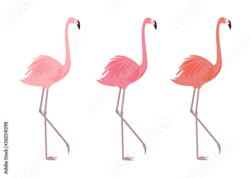 Flamingos in different colors isolated on a white background. Stylish vector elements for cards, posters, banners and other designs.