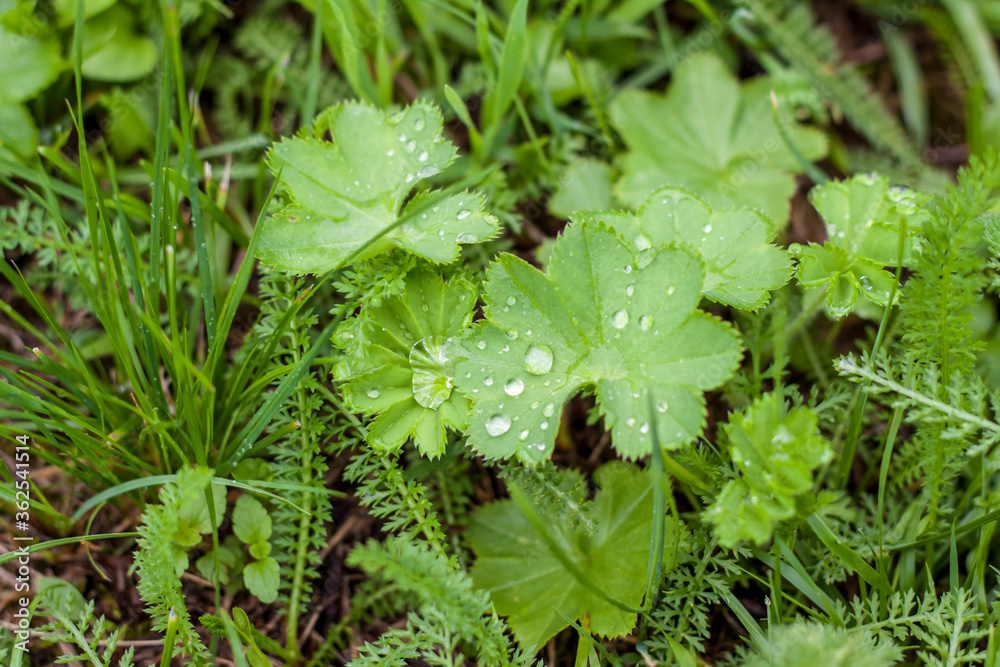 Green grass. Texture for the background. Thick summer green grass. Drops on leaves after rain. Background for creative works and presentations. Green grass. Texture for the background. Thick summer green grass. Drops on leaves after rain. Background for creative works and presentations.