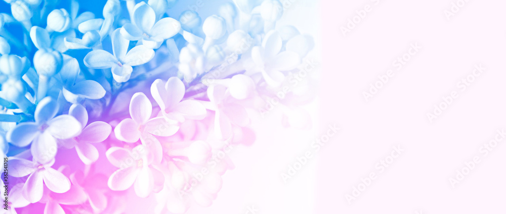 Fototapeta Jasne i kolorowe kwiaty bzu