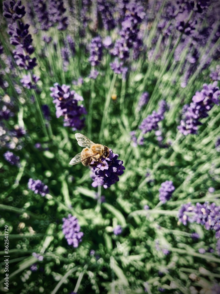 Closeup of a bee pollinating blooming lavender flowers in afternoon bright sun. In background out of focus other lavender flowers, including green parts of plants. Contrasty image with hard shadows. Closeup of a bee pollinating blooming lavender flowers in afternoon bright sun. In background out of focus other lavender flowers, including green parts of plants. Contrasty image with hard shadows.