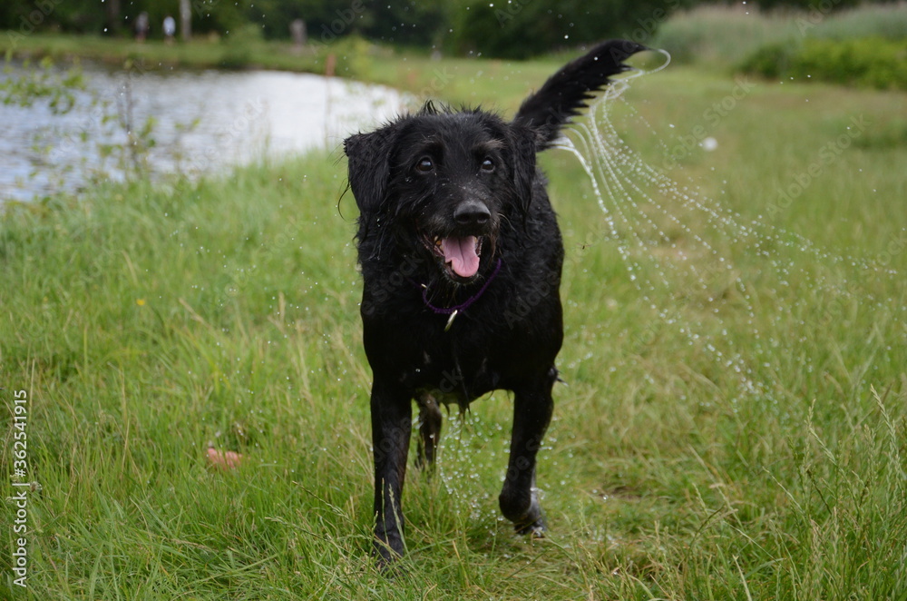 Hund nach dem Baden im See Hund nach dem Baden im See