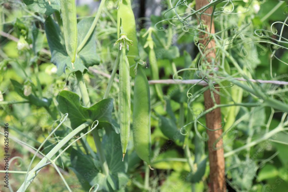 pods of young green peas on a branch in the garden pods of young green peas on a branch in the garden