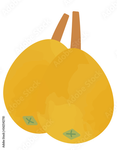 ビワのイラスト