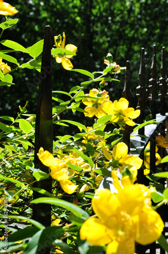 Yellow Flowers in the Garden