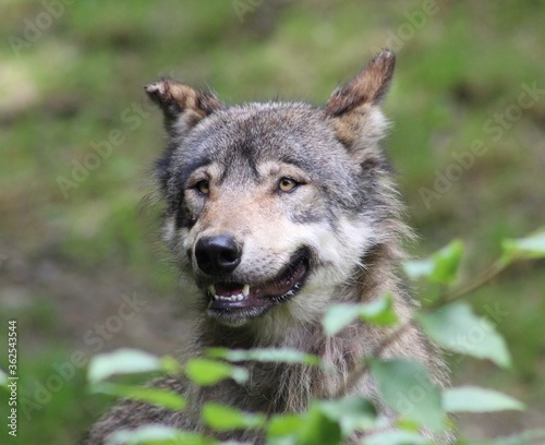 gray wolf canis lupus