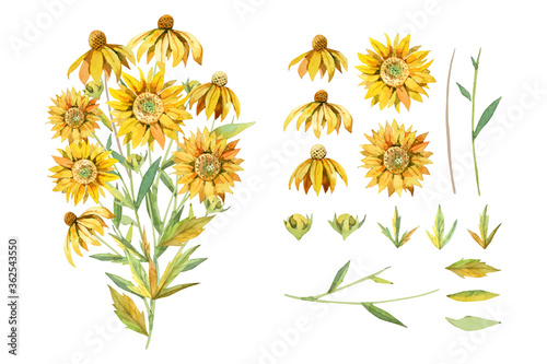 Water color yellow sunflower botanical bouquet arranges isolated on white background illustration vector. Suitable for wedding and various design elements. 