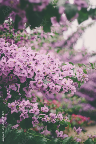 Flowering lilac-colored bougainvillea tree. Botanical Garden  © Stella