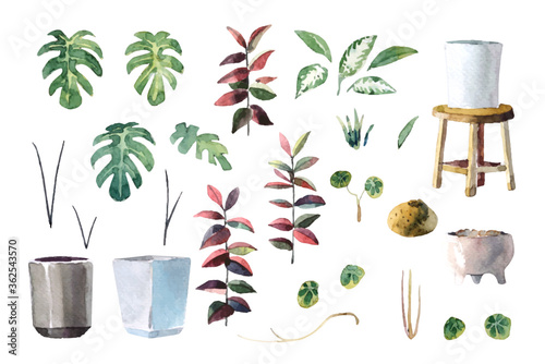 Water color indoor plants (Monstera, Lady Palm, Chinese Evergreen, Rubber Plant and Stephania Erecta)arrange isolated set on white background illustration vector. Suitable for various design elements.