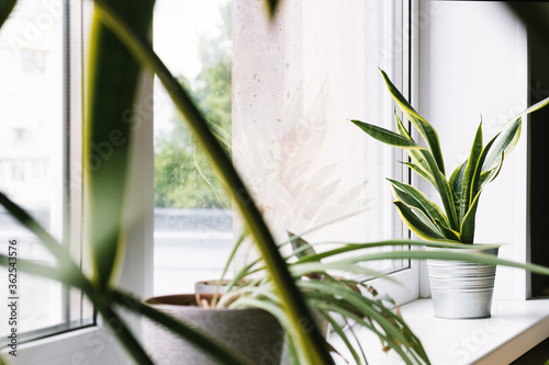 Sansevieria home plant stands in a flower pot on the windowsill. Home plants care concept. Decorative plant for home photo