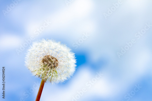 One round white fluffy dandelion against a cloudy sky in the left part of the image