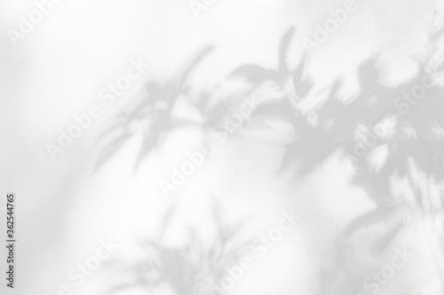 Leaf shadow on wall. Nature tropical leaves tree branch and plant shade with sunlight