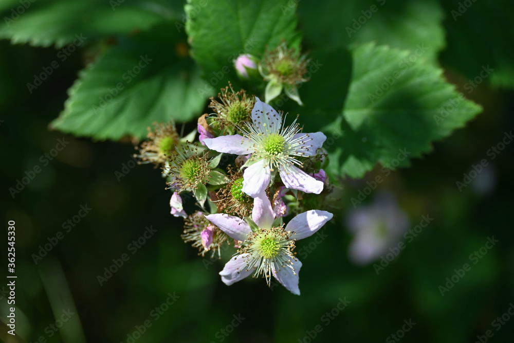 close-up of the blooming blackberry bush