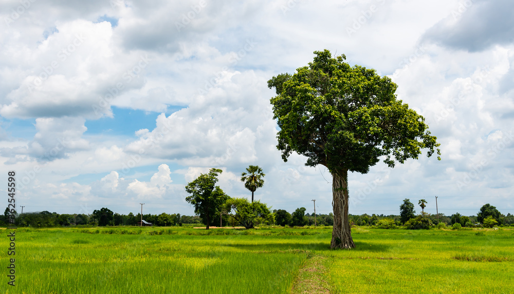 The  part of largest tree On the rice field, on a natural background.With the root of the parasite wrapped around the tree.Nature conservation concepts.