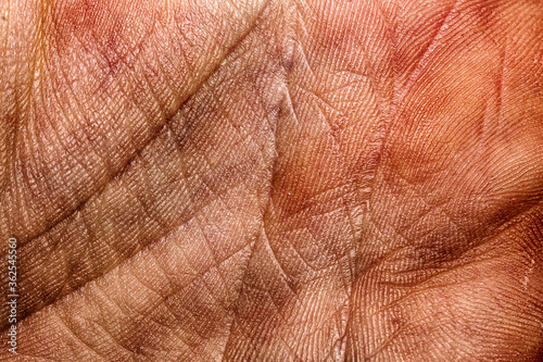 Close up of a palm