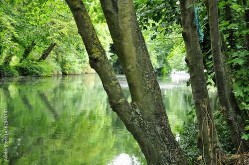 Tree in the Woods