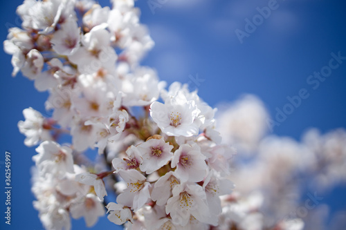 Wallpaper Mural 桜 Torontodigital.ca