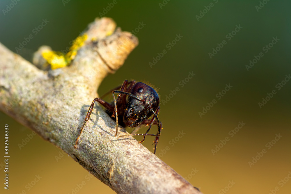 Beautiful Strong jaws of red ant close-up Beautiful Strong jaws of red ant close-up