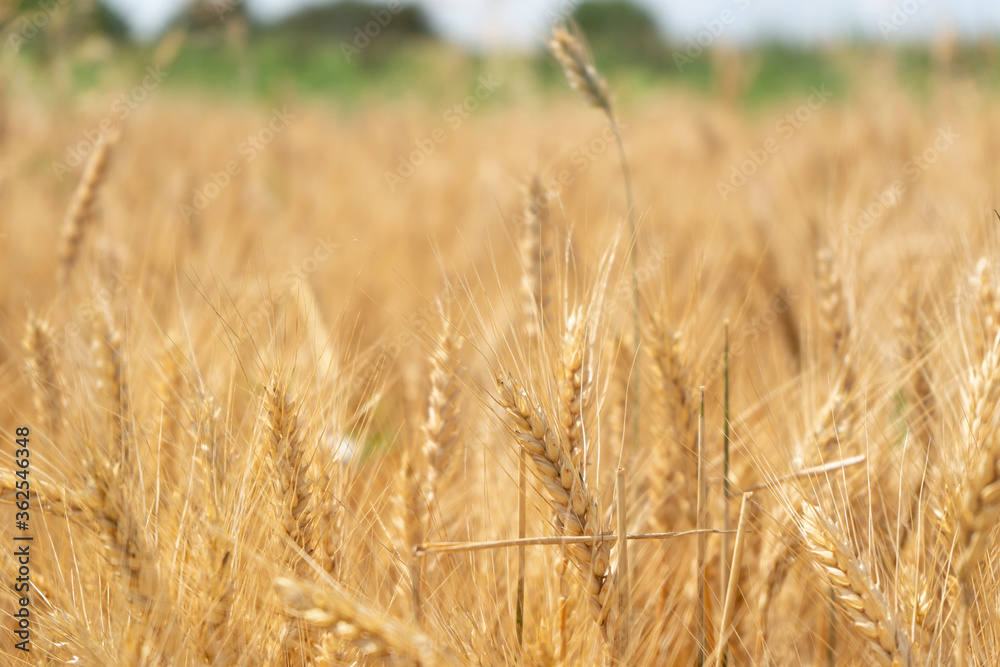 Ripe spikelets of wheat in the field Ripe spikelets of wheat in the field