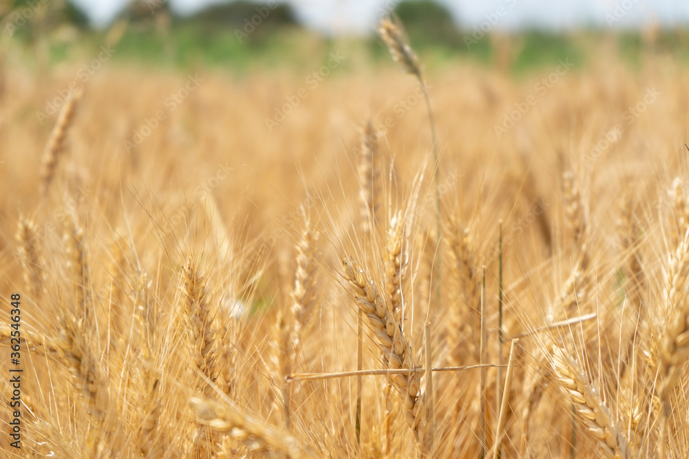 Ripe spikelets of wheat in the field