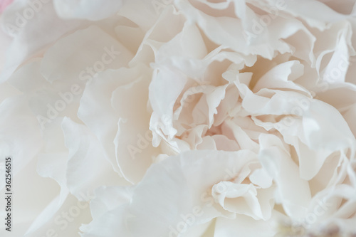 White peony flower close up © leungchopan