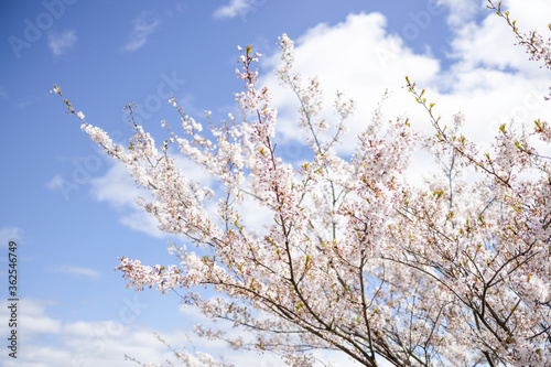 Wallpaper Mural 桜 Torontodigital.ca