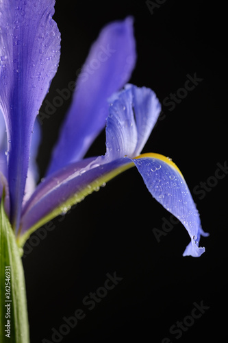 Vibrant purple / blue Dutch Iris (Iris Hollandica) flower standing with open bloom in studio lit environment with water droplets on a black background