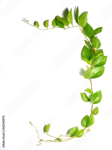 Frame of green leaves with copy space on white background