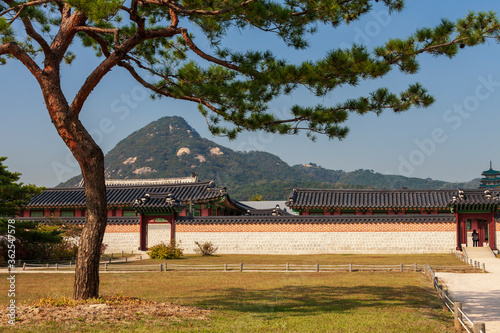 Lonely pine on the background of pavilions and green mountain in the Gyeongbokgung Palace. Seoul, Korea.