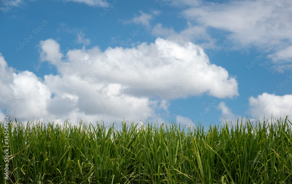 Green sugar cane crop field under a sunny blue sky and fluffy white clouds with copy space Green sugar cane crop field under a sunny blue sky and fluffy white clouds with copy space