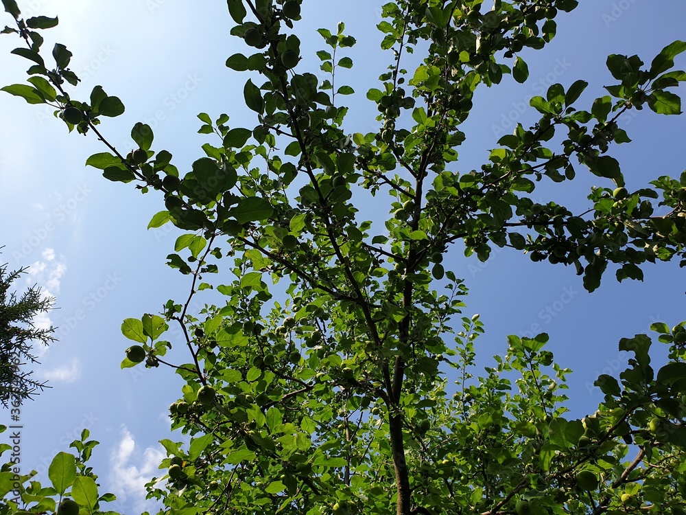 green leaves against blue sky