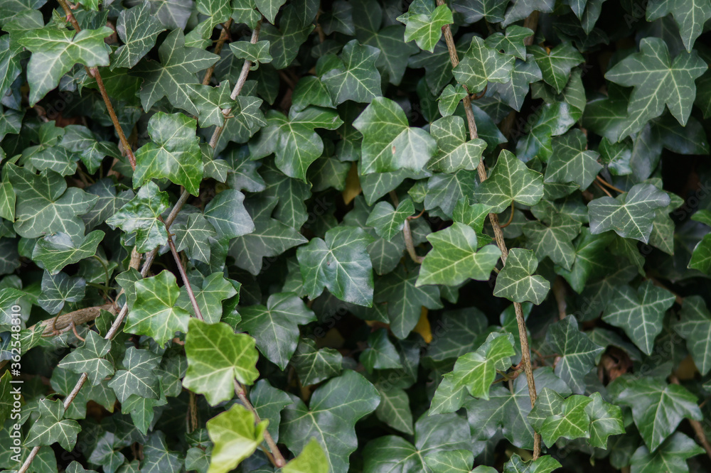 Green wall overgrown with ivy