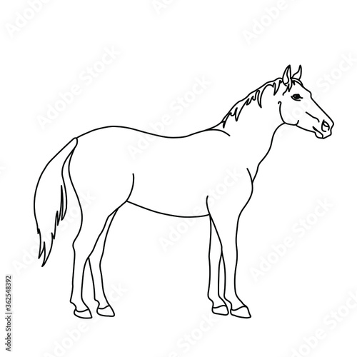 Horse line drawing. Minimalistic style for logo  icons  emblems  template  badges. Isolated on white background.