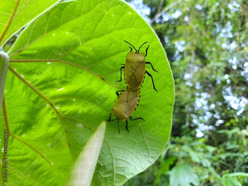 Insect in the forest, dark yellow wings breeding on green leaves
