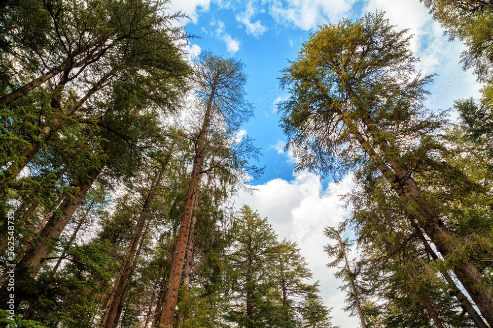 Beautiful view of pine forest at Hidimba Temple, Manali, Himachal Pradesh, India. Beautiful view of pine forest at Hidimba Temple, Manali, Himachal Pradesh, India.