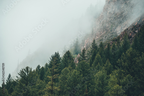 Atmospheric ghostly dark forest in dense fog among big rocks. Gloomy misty scenery with rocky mountain behind coniferous trees in low clouds. Alpine landscape at early morning. Hipster, vintage tones.