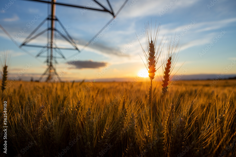 Fototapeta premium Focus on wheat ears. The wheat is ripe and ready for harvest. Behind is an irrigation system and the sky is blue.