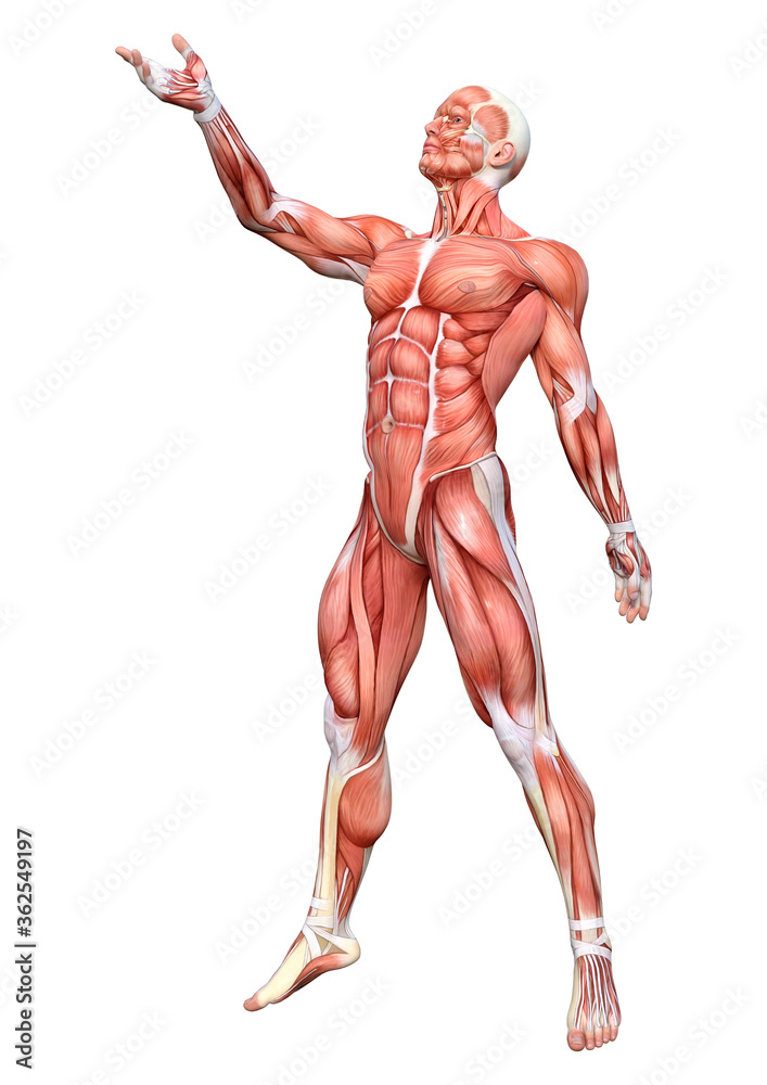 3D Rendering Male Anatomy Figure on White