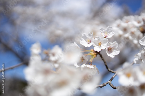 Wallpaper Mural 桜 Torontodigital.ca