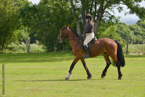 Beautiful bay horse being ridden in english countryside by pretty uyoung woman on a summers day. © Eileen