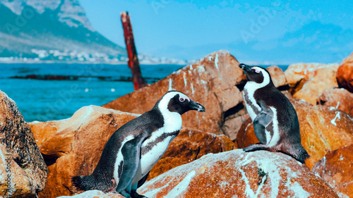 penguins on the rocks
