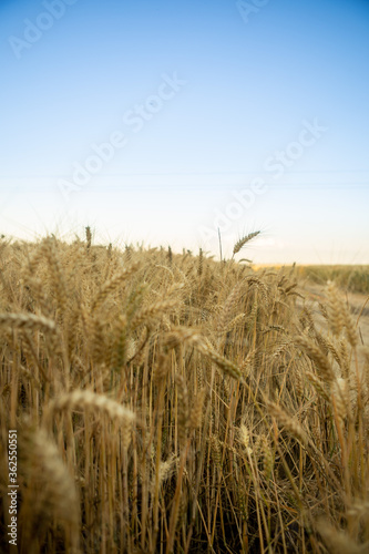Ripe golden yellow wheat in the field. Behind is a blue sky, and the wheat is ready for harvest.
